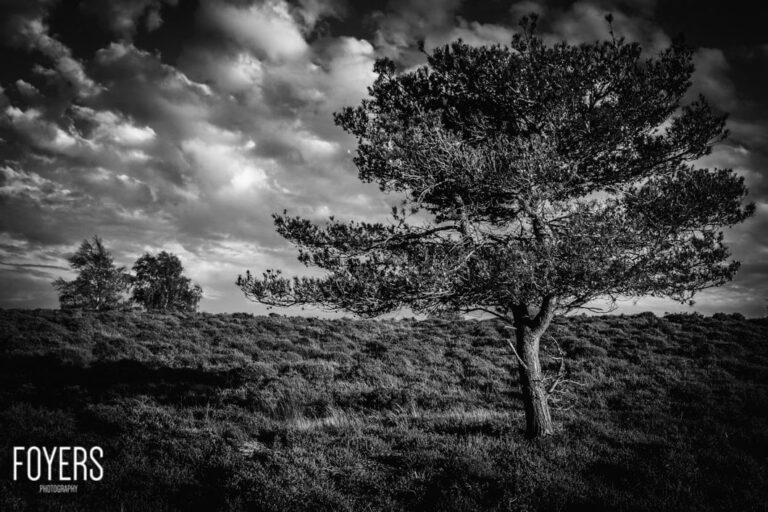 Lone tree in grassy field under dramatic sky