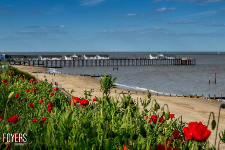 Poppies by the beach with a pier view.