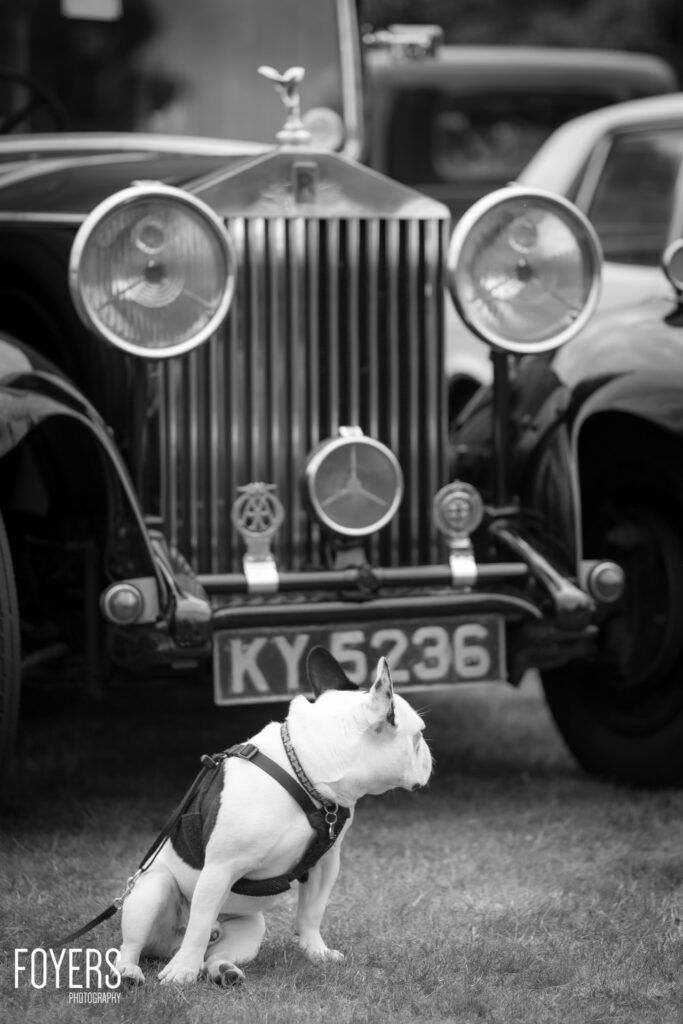A white terrier dog in a harness sits on grass looking up at a vintage Rolls-Royce car with registration plate KY 5236