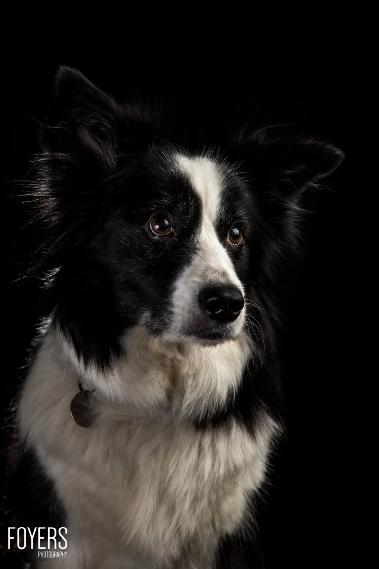 Sky- Border Collie