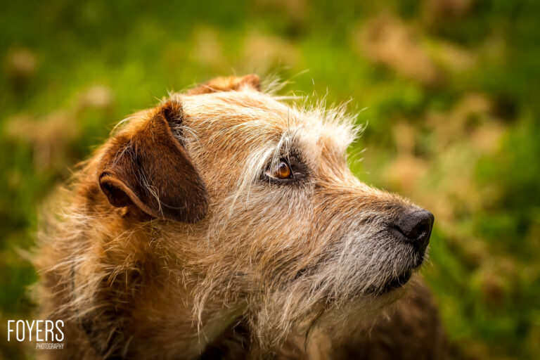 Border Terrier