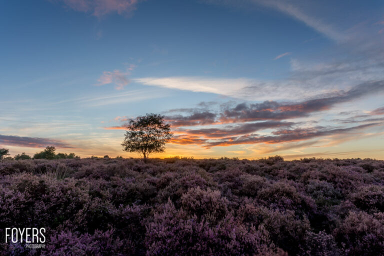 Heather at dusk on Dunwich heath Suffolk