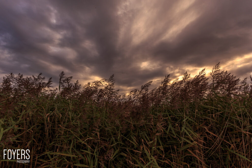 Tall grasses or reeds blowing in wind against a dramatic cloudy sky at sunset with streaked clouds