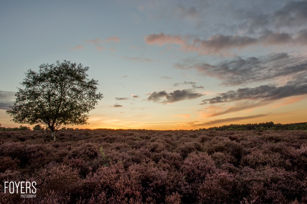 dunwich heath-1-copyright Robert Foyers-_MG_0007-September 24, 2015-Dunwich heath-2-HDR