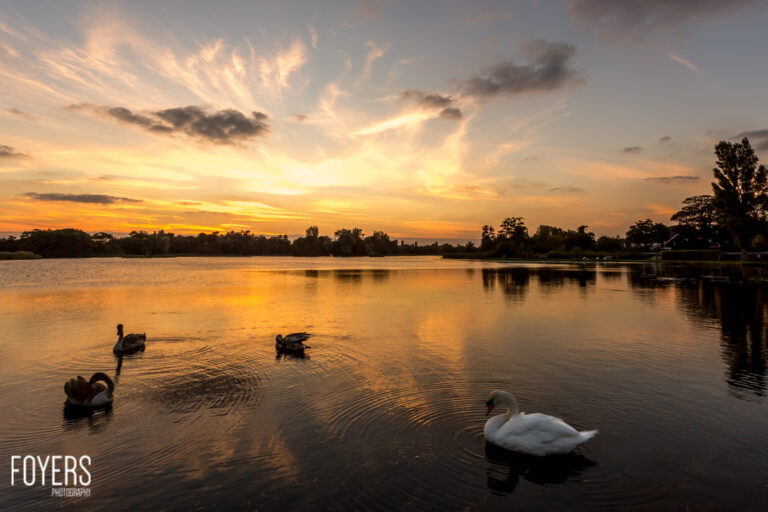 Swans and waterfowl on a calm lake at sunset, with golden sky reflected in the water and trees silhouetted along the shore.