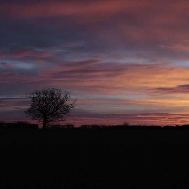 A solitary bare tree silhouetted against a dramatic sunset sky with pink, orange and purple clouds at dusk.