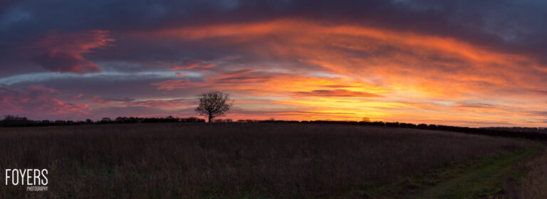 A solitary bare tree stands in a vast open field during a dramatic sunset, with vivid orange and yellow clouds filling the sky.