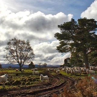 A flock of sheep grazes on rolling countryside with bare and leafy trees, mountains visible in the distance under a cloudy sky.