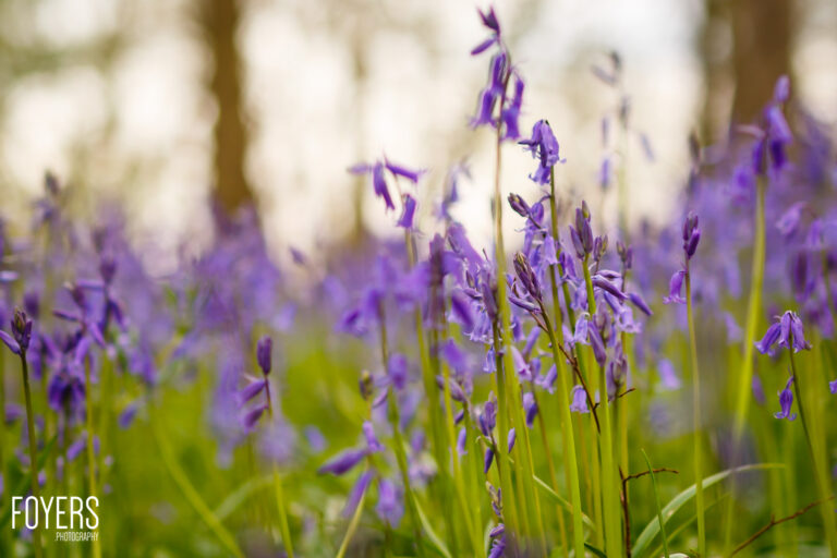 Purple bluebells in bloom with green stems in a woodland setting, shot with selective focus on foreground flowers.