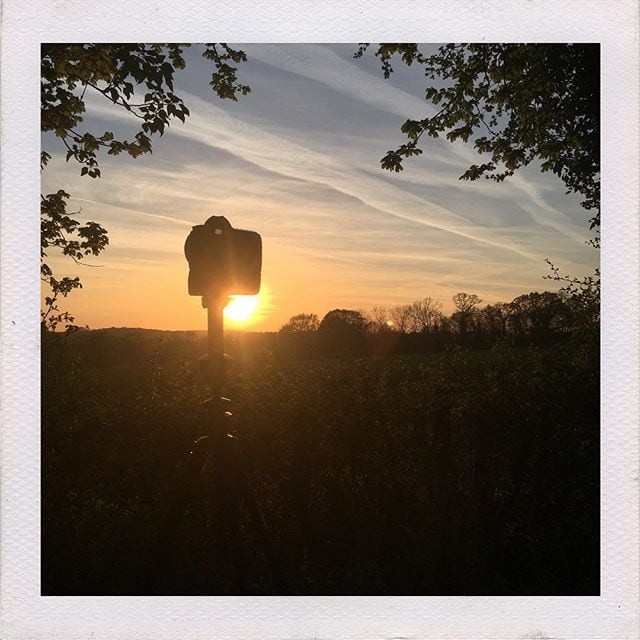 A silhouetted figure holds a suitcase against a golden sunset, framed by tree branches overhead.