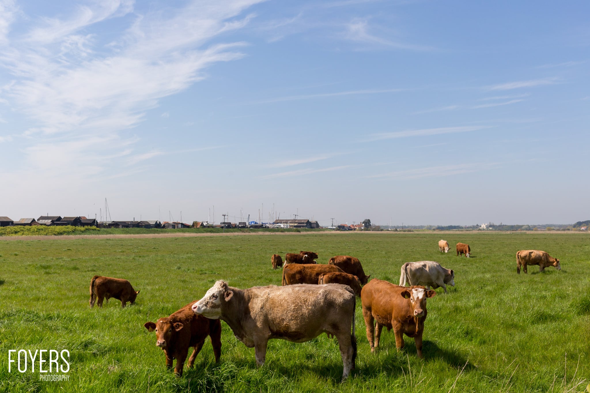 A herd of cattle grazes in a vast green pasture under a blue sky, with a Dutch village visible on the horizon.