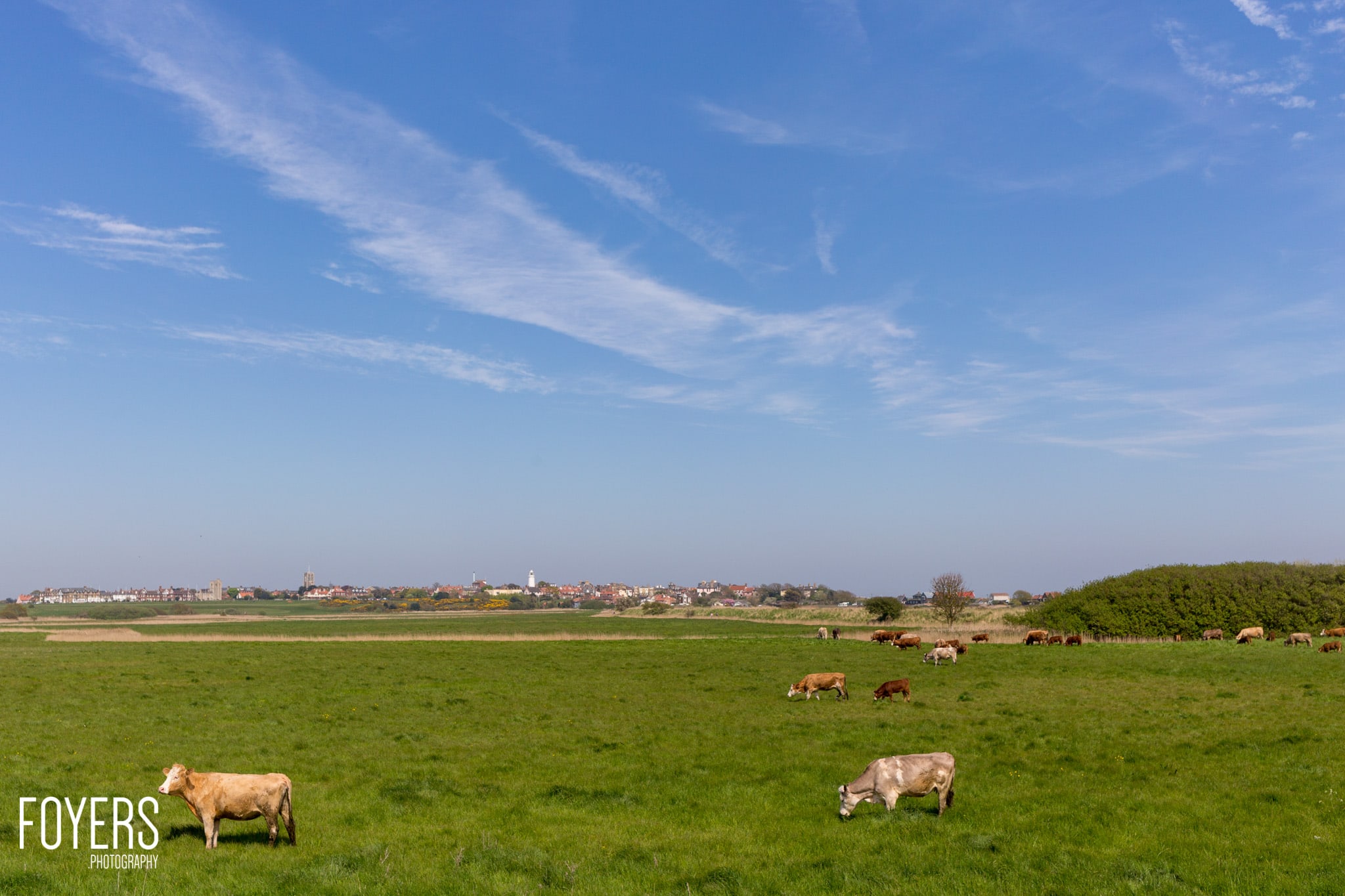 Cattle grazing in a flat green pasture with a distant town skyline under a blue sky with wispy clouds.
