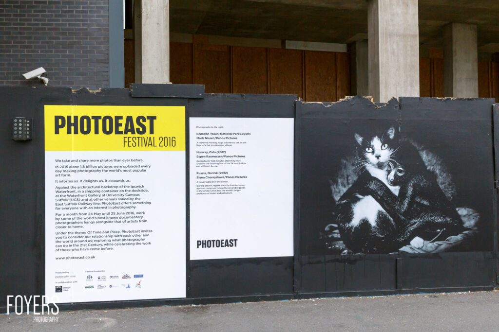 PhotoEast Festival 2016 promotional boards mounted on a dark hoarding, featuring a yellow panel and black and white cat photograph.