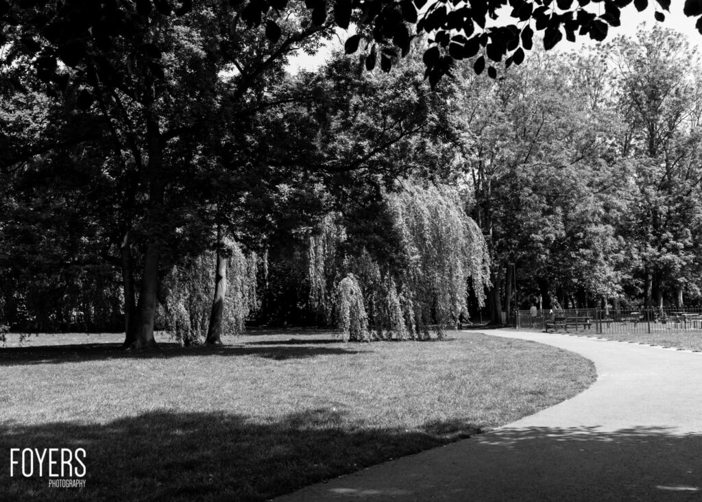 A park scene with weeping willow trees lining a curved pathway, dappled sunlight filtering through dense foliage overhead.