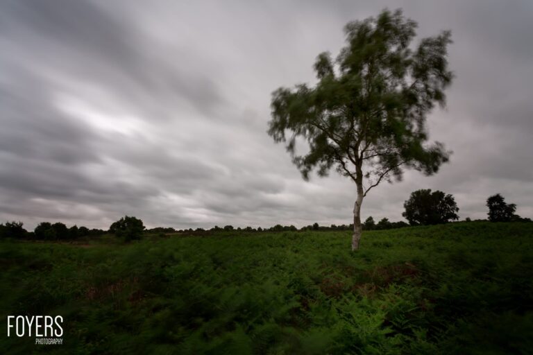 WEEK 26	Landscape: Simplify