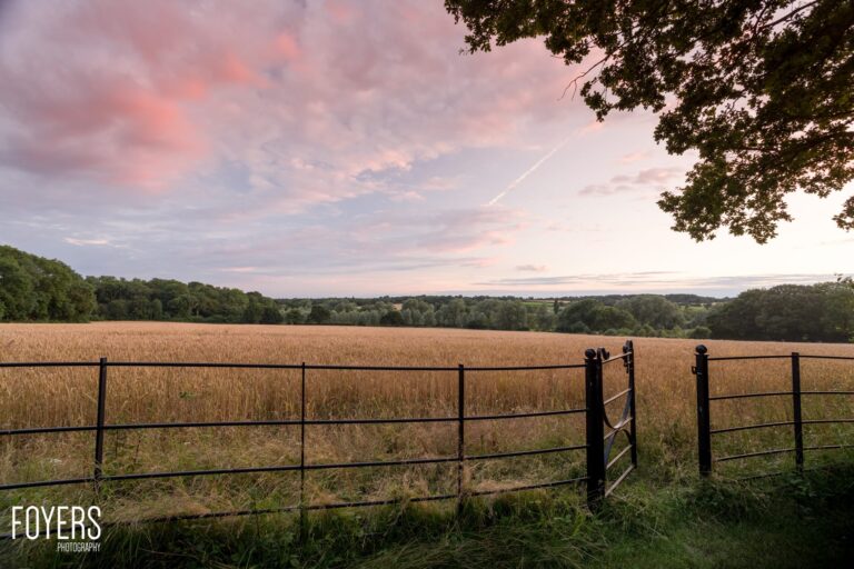 A metal farm gate opens onto a vast grain field at dusk, with woodland and pink-tinged clouds beyond.