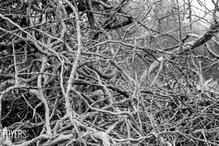 WEEK 18	Artistic: Texture