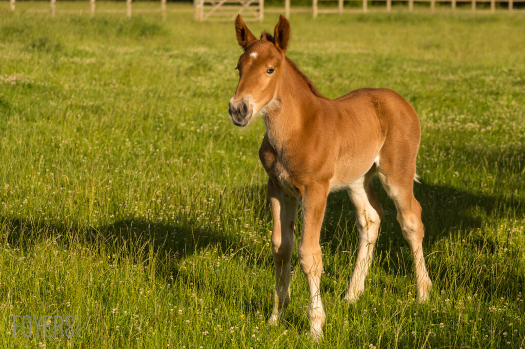 A young bay horse stands in a grassy paddock, looking toward the camera with alert ears.