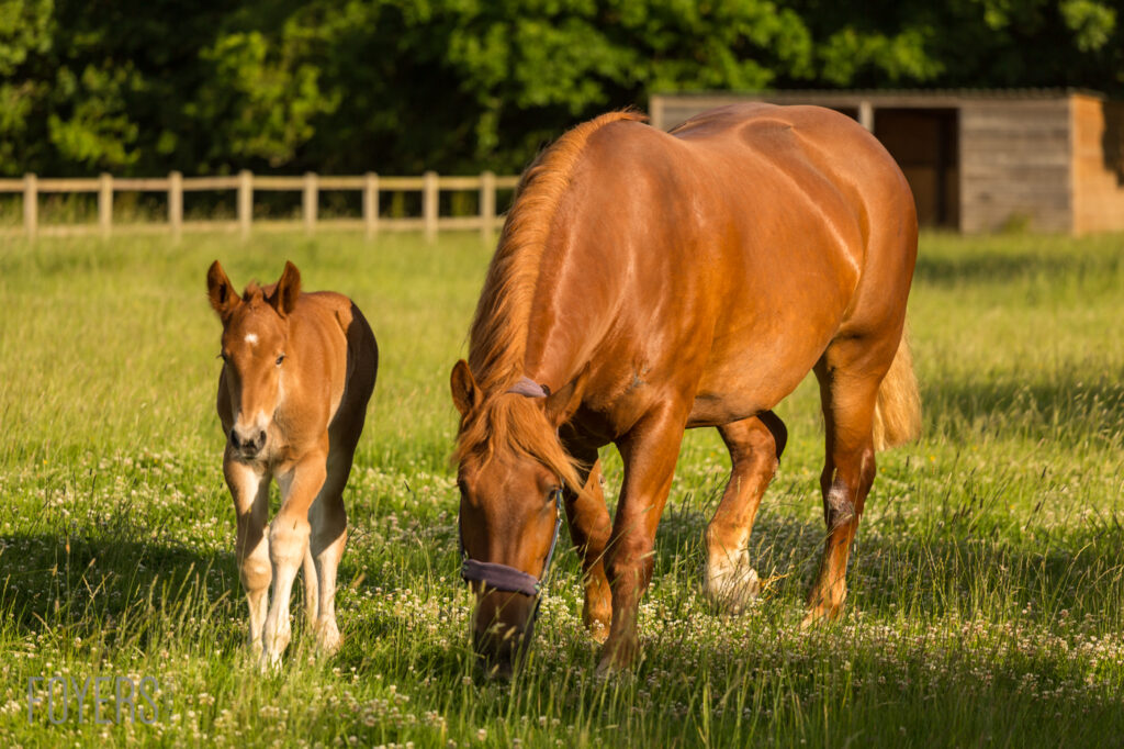A chestnut mare grazes in a pasture with her young foal standing beside her. Wooden fencing and a stable are visible in the background.