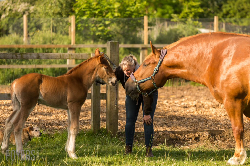 A woman in dark clothing stands between two chestnut horses in a paddock, holding the halter of the larger horse on the right.
