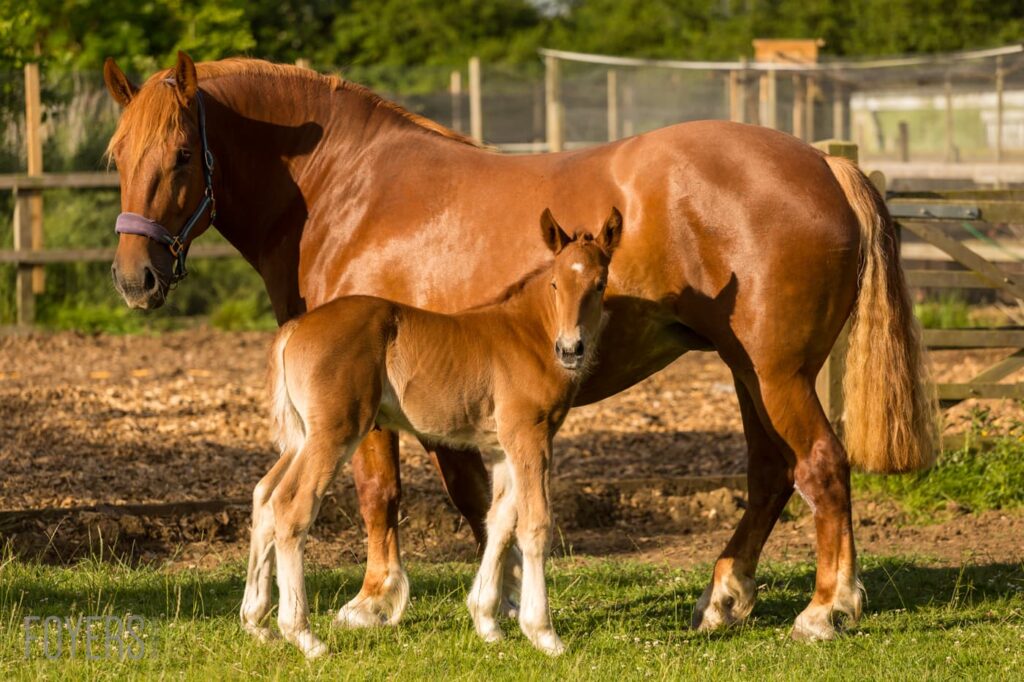 A chestnut mare stands in a paddock with her young foal nursing beneath her. Wooden fencing and green trees are visible behind them.