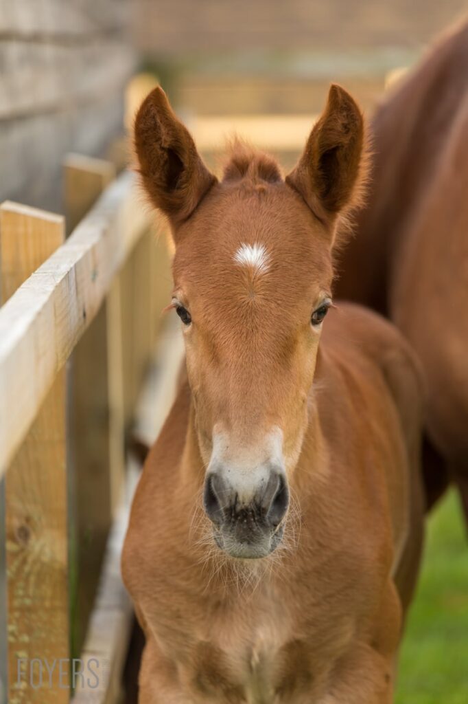 A brown horse with a white blaze on its face looks directly at the camera in a paddock enclosure.