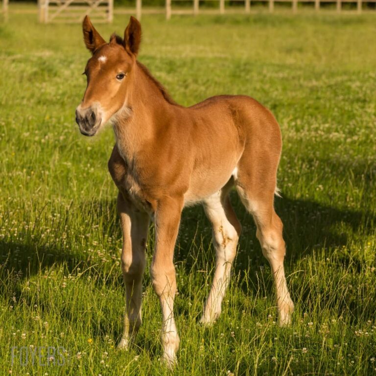 A young brown horse with white markings on its face and legs stands in a grassy field, looking towards the camera.