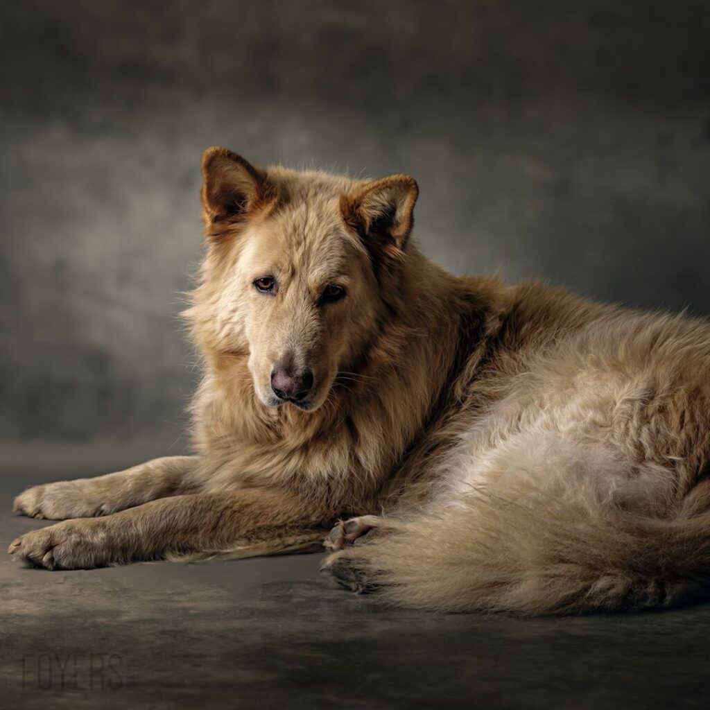An elderly tan and white dog lying down on a grey surface, looking towards the camera with a calm expression.