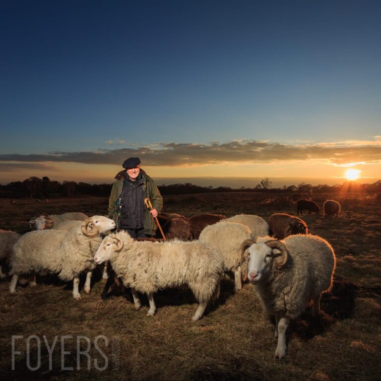 A shepherd with a walking stick stands among a flock of sheep at sunset in an open field.