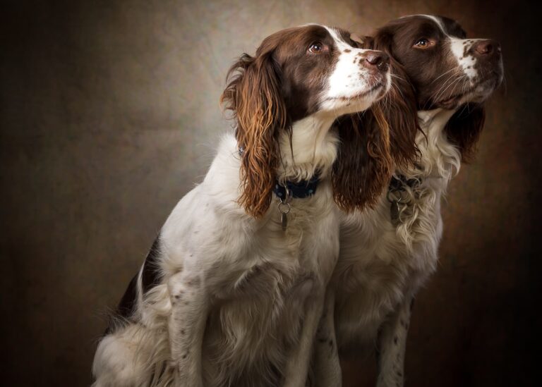 English Springer Spaniels