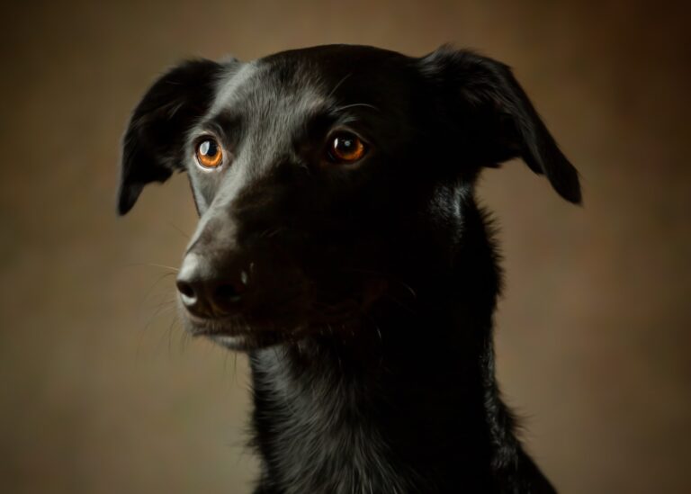 Rosalie Herron – Dog Portrait