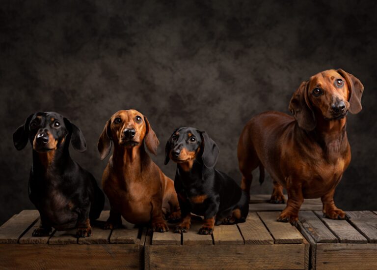 Southwold Sausage Walk