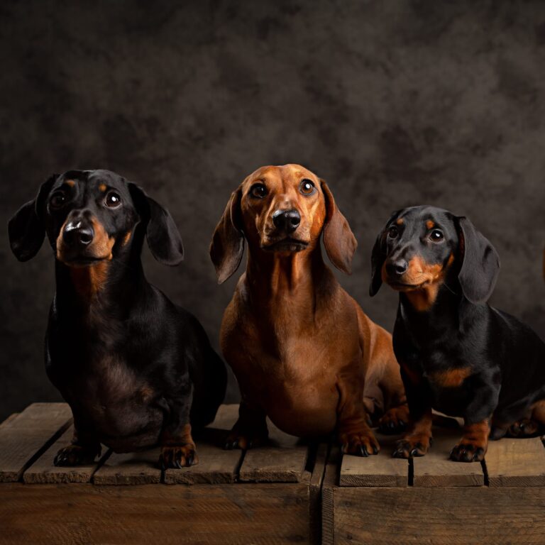 Behind the scenes – portrait shoot for Southwold Sausage Walk