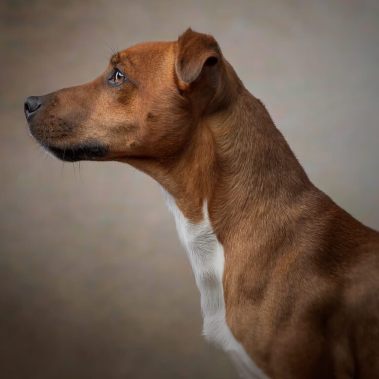 Behind the scenes – portrait shoot of Henry the Plummer Terrier