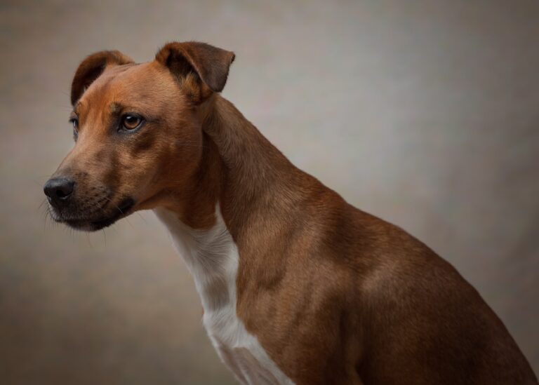Henry The Plummer Terrier