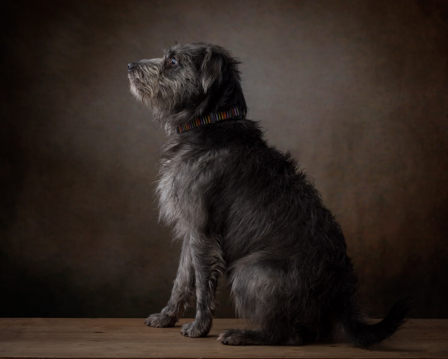 Studio pet portrait of a scruffy grey dog sitting in profile against a dark brown backdrop
