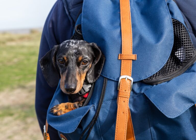 Sizewell Sausage Dog Walk