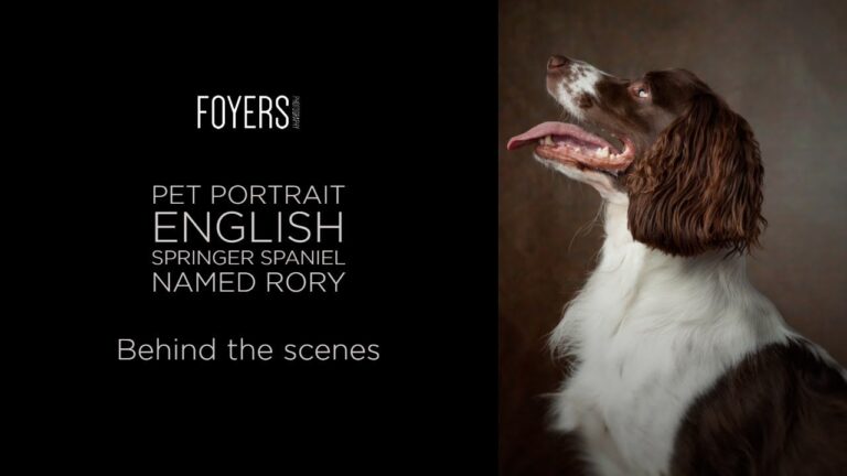 Behind the scenes – Pet photography, Rory, an English springer spaniel