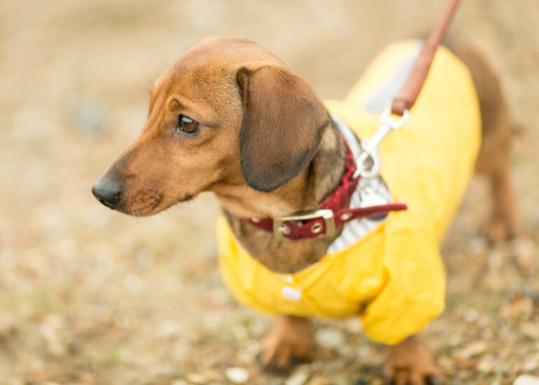 Southwold sausage walk 2019