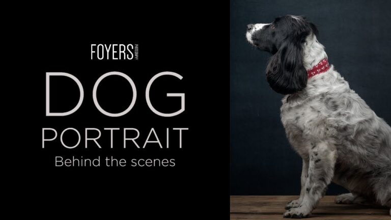 Behind the scenes –  Dog portrait of Sam The Man – Sprocker