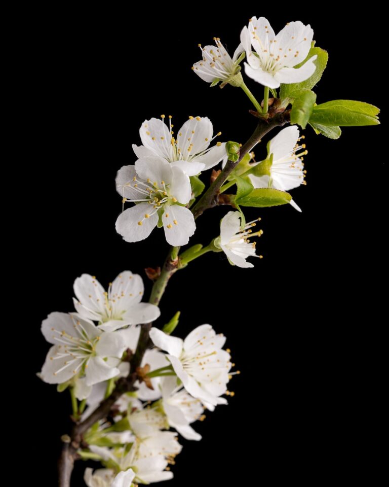 A flowering branch with small white blossoms and yellow stamens against a black background. Green leaves and stems visible.