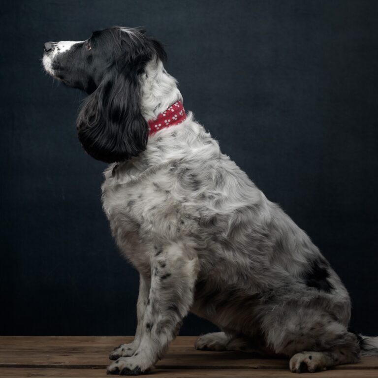 Sam the sprocker spaniel