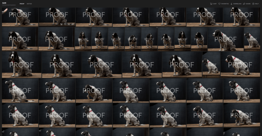 Contact sheet showing multiple proof images of a dog sitting on a wooden platform against a dark background.