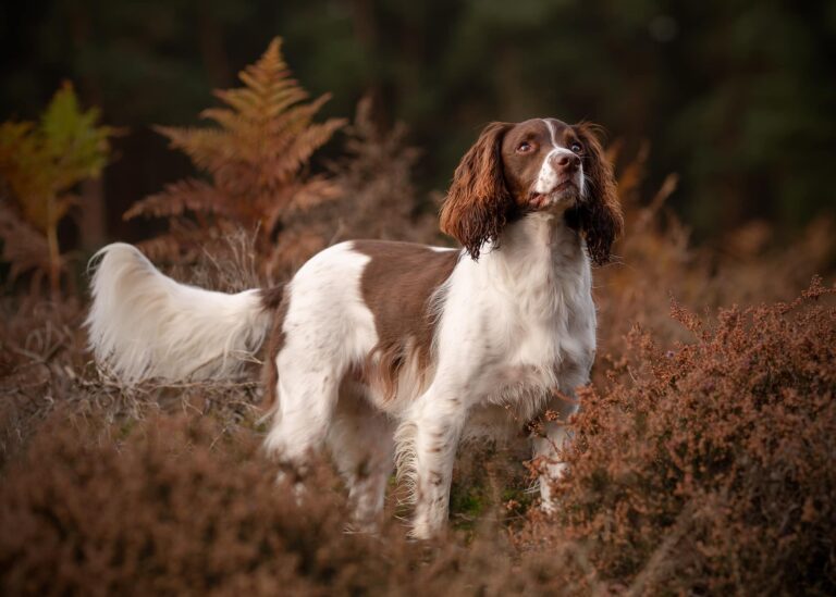 Rory – English Springer Spaniel