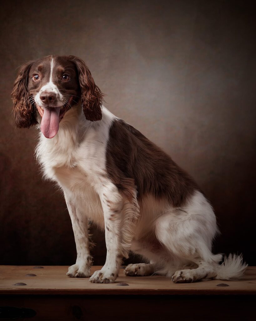 A brown and white spaniel sits on a wooden surface, tongue out, against a muted brown background.