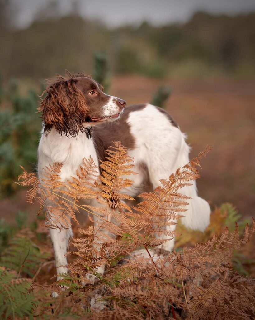 A brown and white spaniel stands in bracken, looking upward. It wears a red collar and is positioned in a countryside setting.