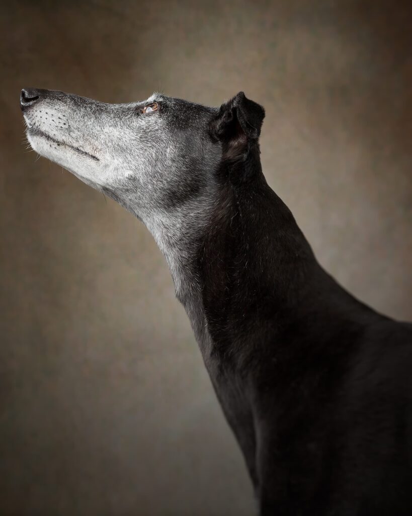 A black dog with white markings on its face and chest looks upward against a neutral beige background.