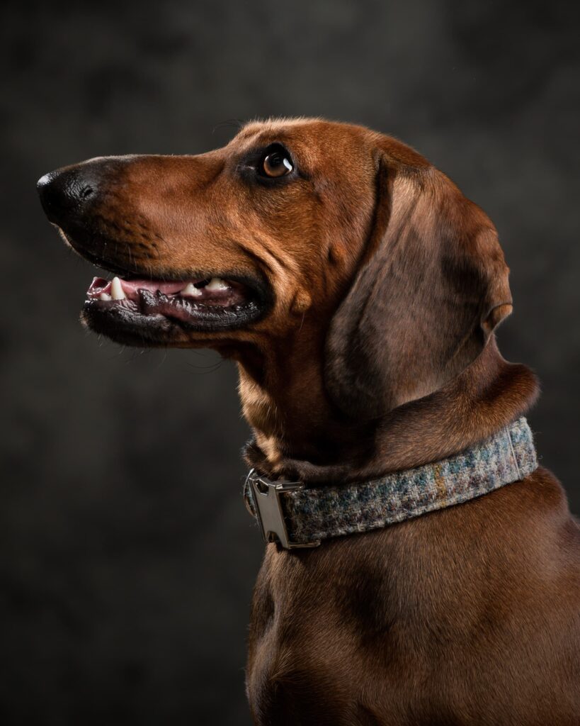A brown dog in profile wearing a grey tweed collar, mouth open, against a dark grey background.