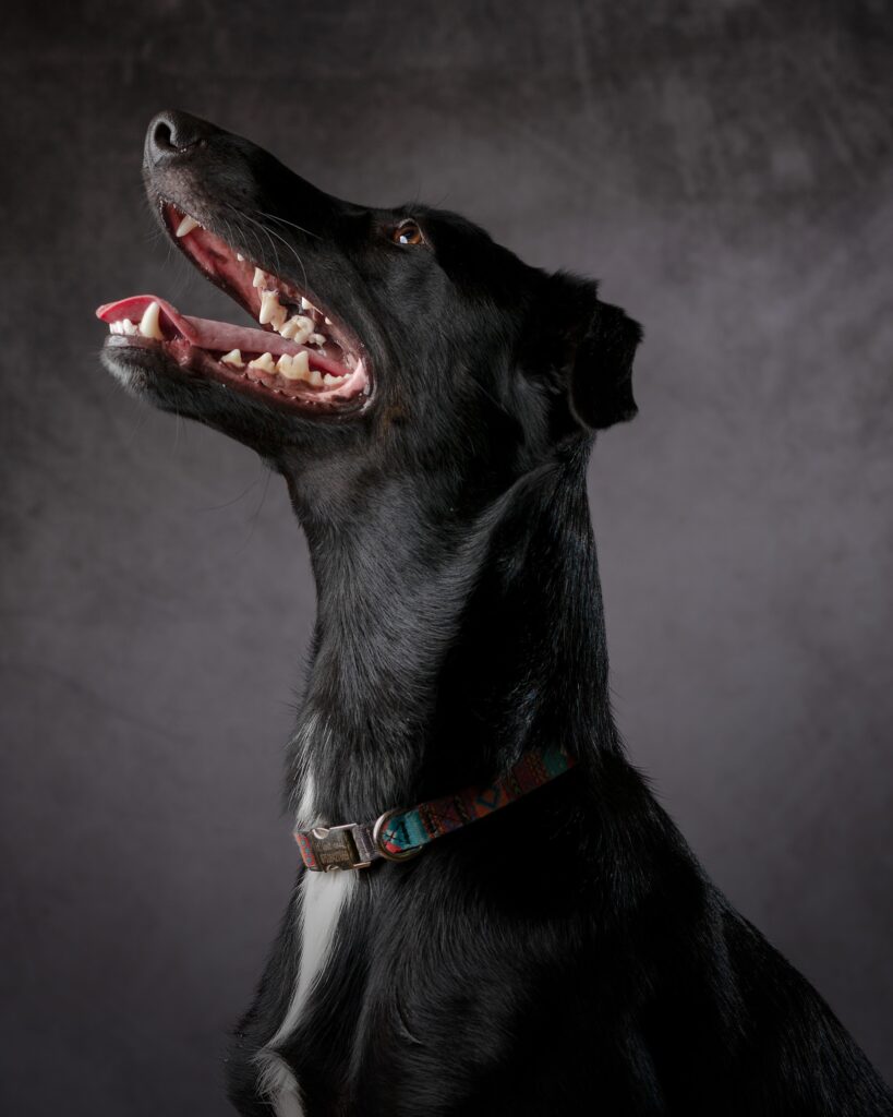 Black dog with mouth wide open, head tilted back, wearing a colorful collar, against a grey background.