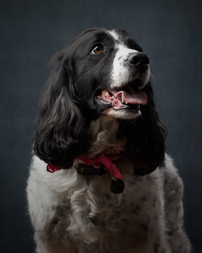 A black and white spaniel with tongue out, wearing a red collar with a bell, photographed against a dark grey background.